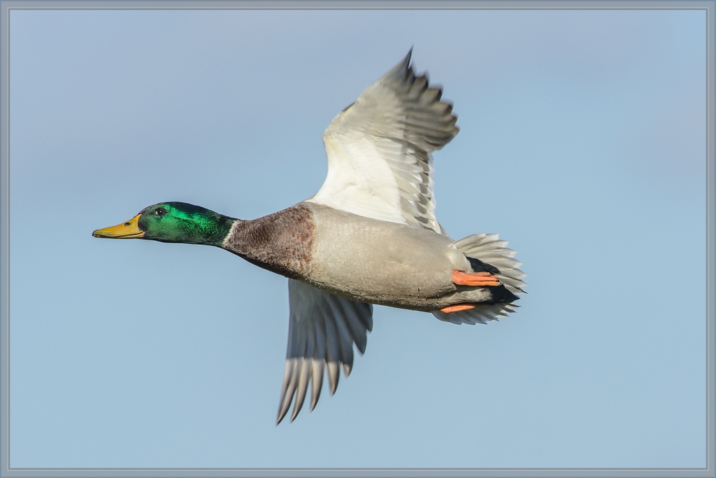20141108 3468 [NIKON D7100] 500 mm,1 1600 Sek. bei ƒ   8,0