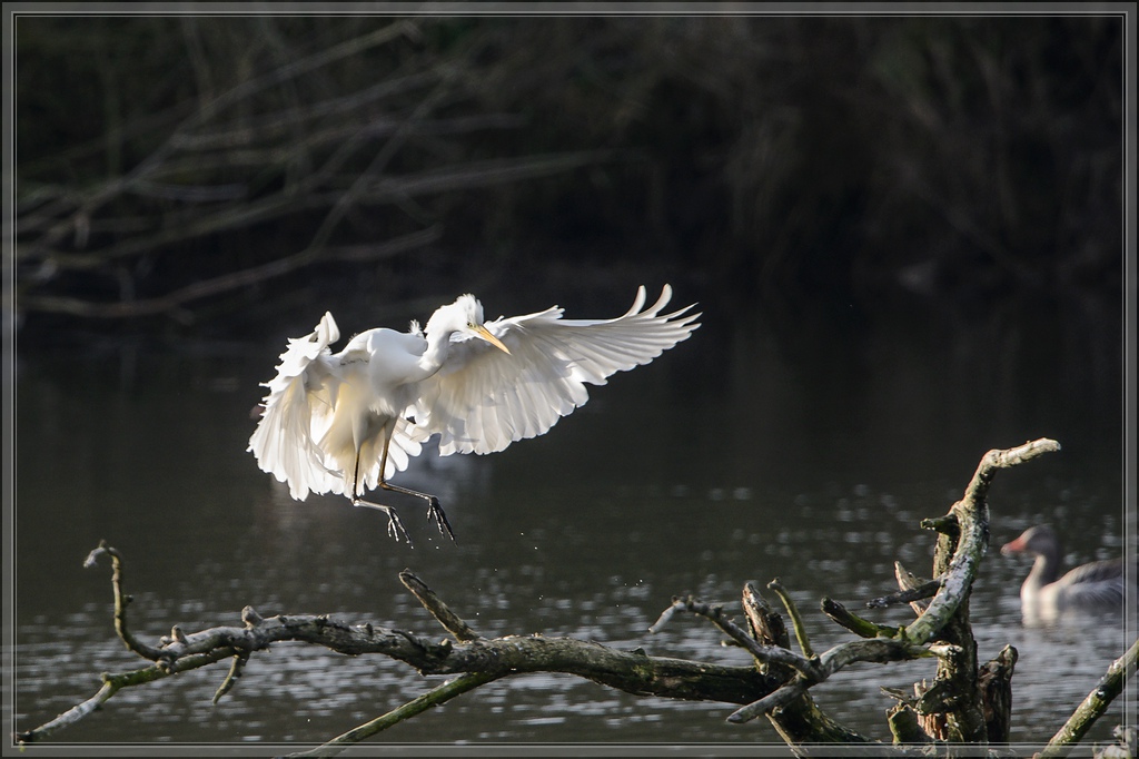 20141123 2643 [NIKON D4] 850 mm,1 1000 Sek. bei ƒ   8,0