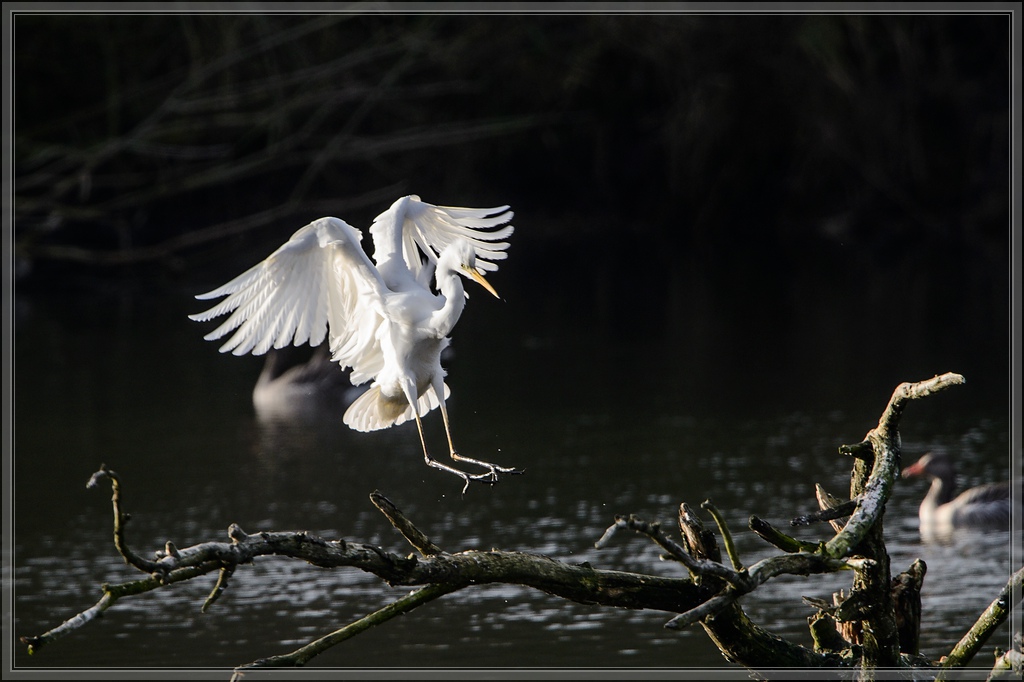 20141123 2644 [NIKON D4] 850 mm,1 1000 Sek. bei ƒ   8,0