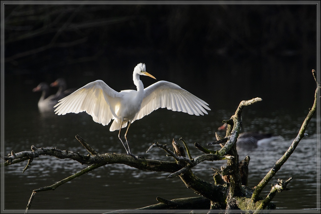 20141123 2652 [NIKON D4] 850 mm,1 1000 Sek. bei ƒ   8,0