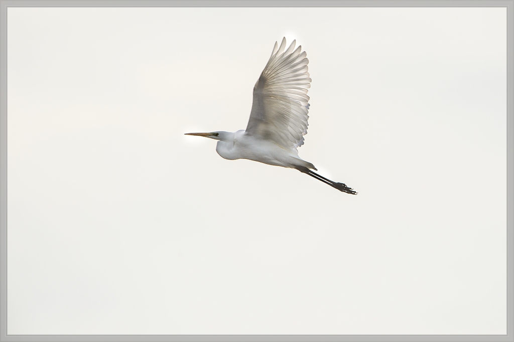20141123 2768 [NIKON D4] 850 mm,1 2000 Sek. bei ƒ   8,0
