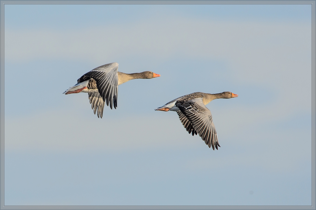 20141123 2817 [NIKON D4] 850 mm,1 2000 Sek. bei ƒ   8,0