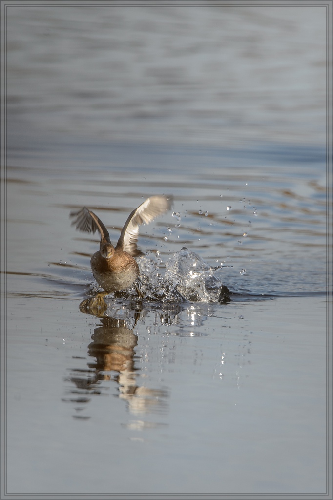 20141123 2917 [NIKON D4] 850 mm,1 1250 Sek. bei ƒ   8,0