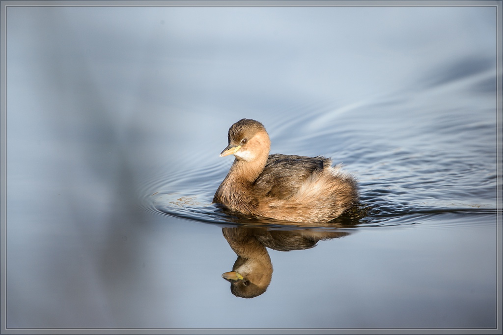 20141123 2920 [NIKON D4] 850 mm,1 1000 Sek. bei ƒ   8,0