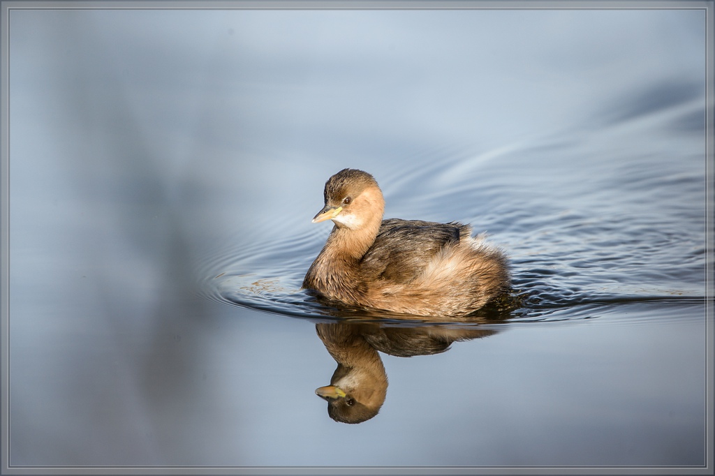20141123 2920 [NIKON D4] 850 mm,1 1000 Sek. bei ƒ   8,0