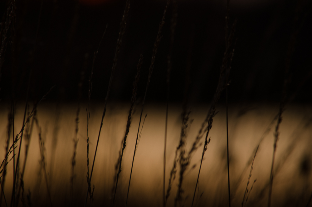 20141123 DSC 0001 2