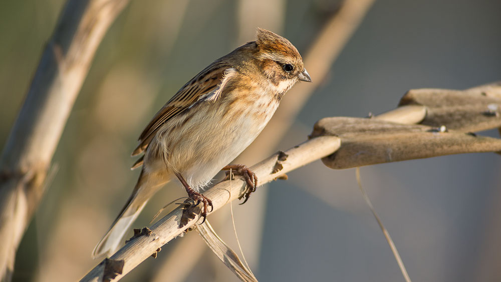 2015 01 05 Pego gajaros 0140