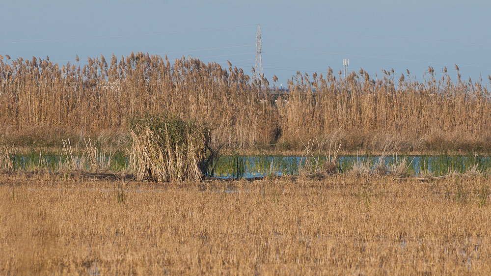 2015 01 05 Pego pajaros 0004