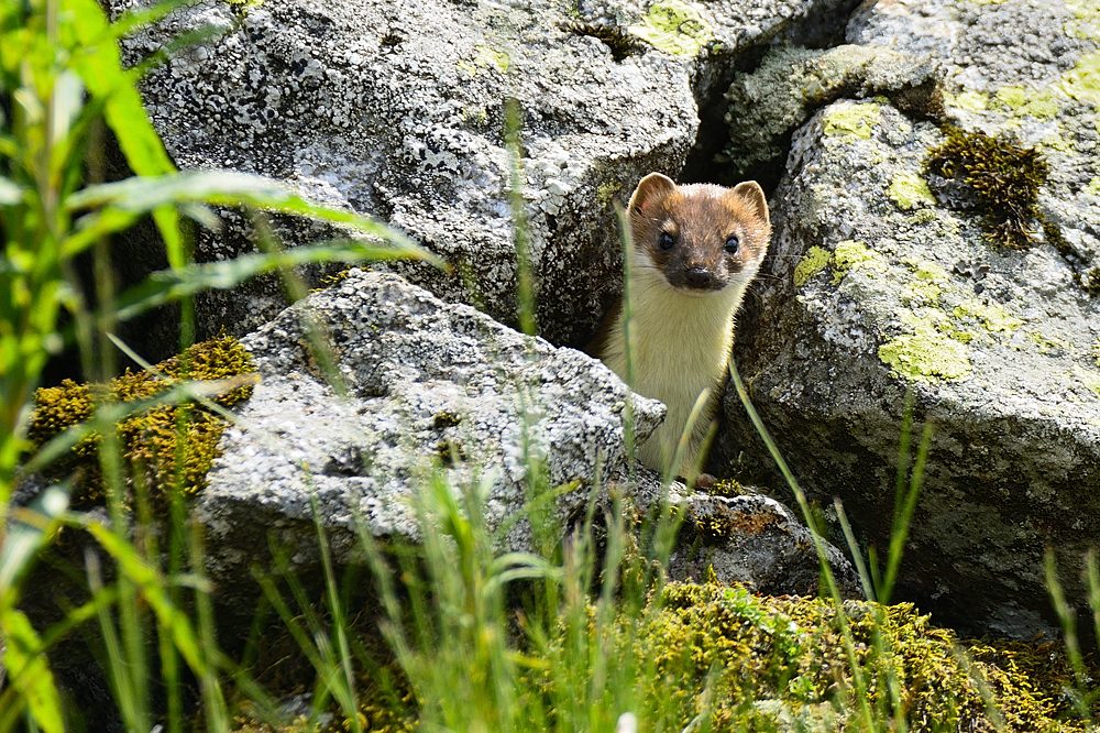 2015 09697