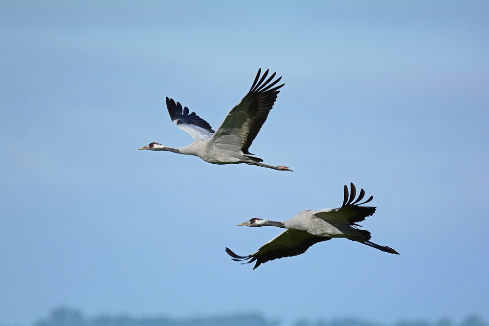 2015 Flug 12