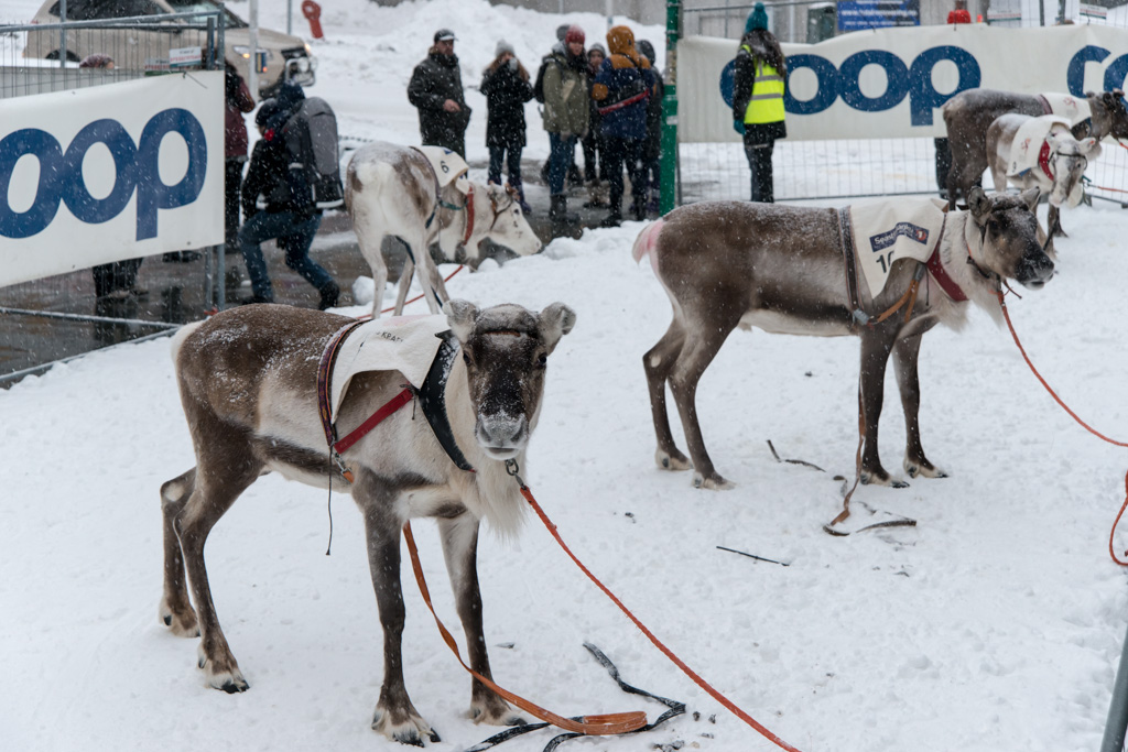 2015 Tromsø 230