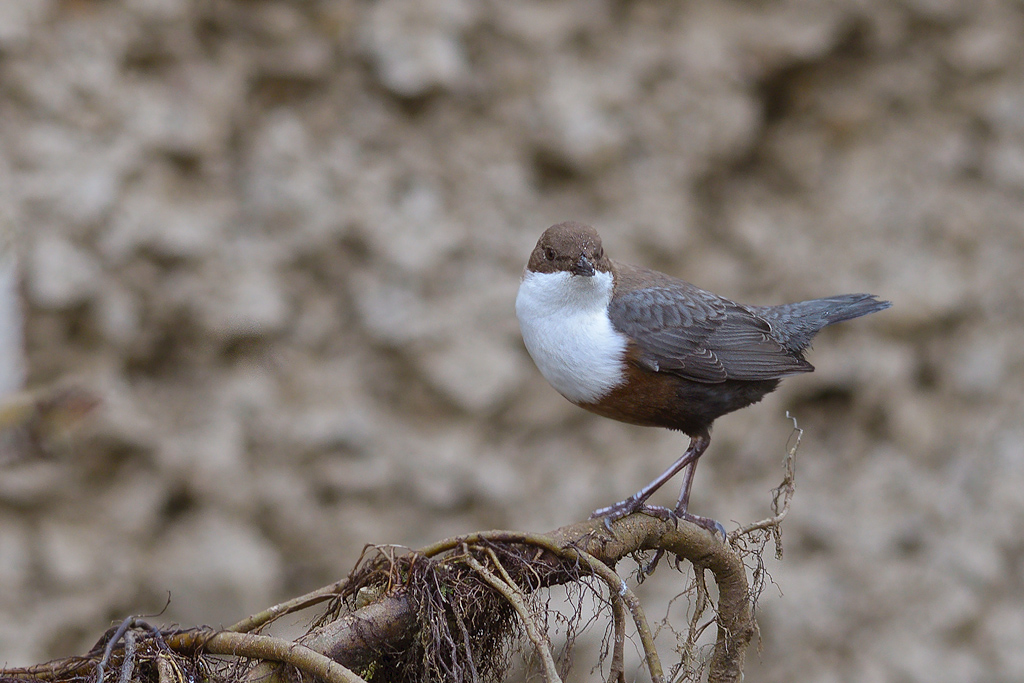 20150222 122154 wasseramsel