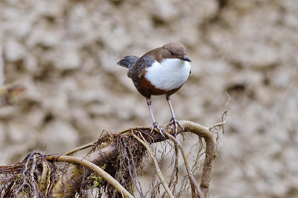 20150222 122203 wasseramsel