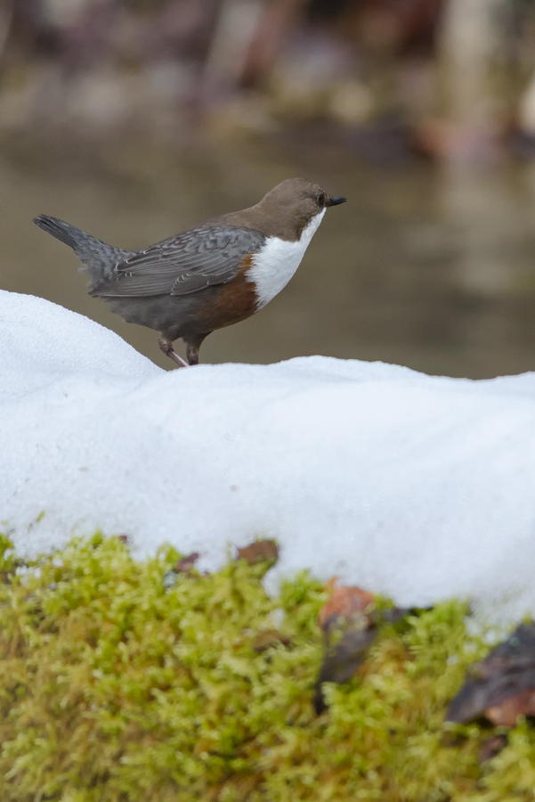 20150222 123124 wasseramsel
