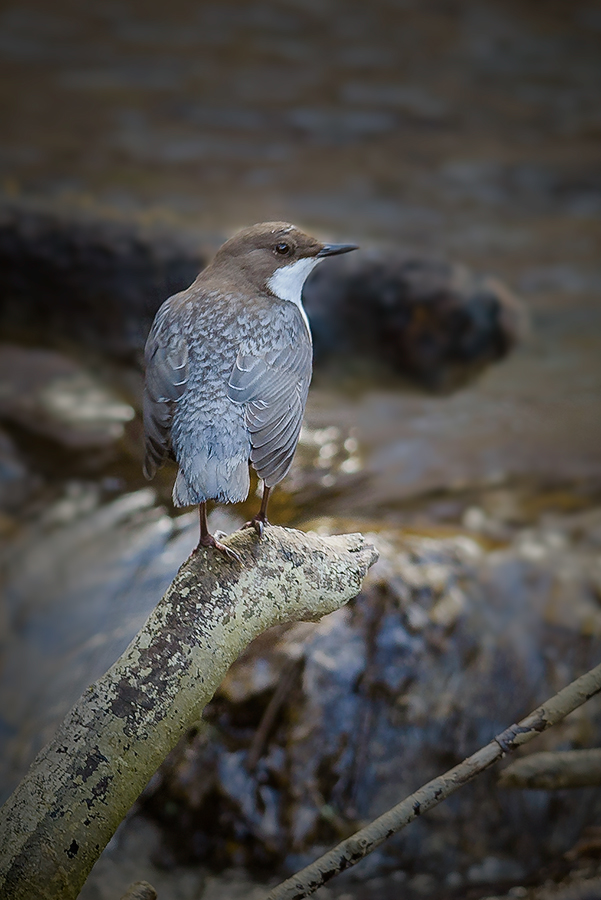 20150225 123432 wasseramsel