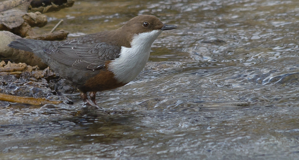 20150225 134206 wasseramsel