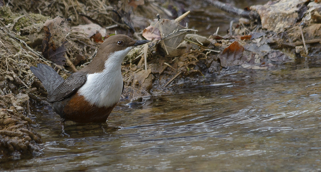 20150225 134257 wasseramsel