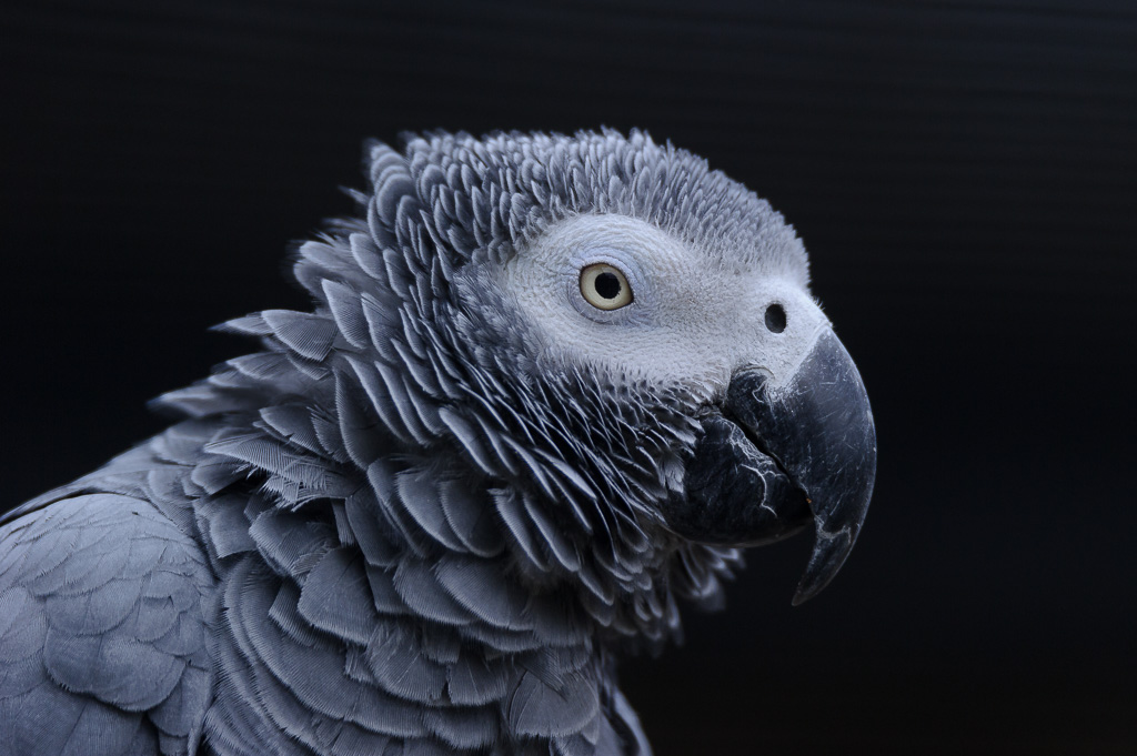 20150404 D3S 4033