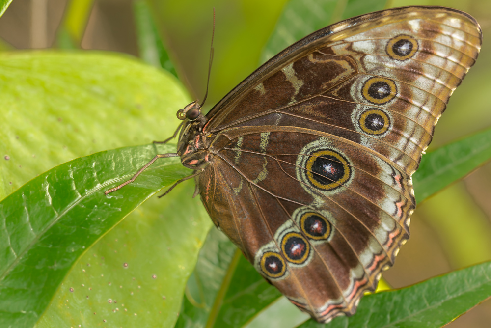 20150408  DHM5562