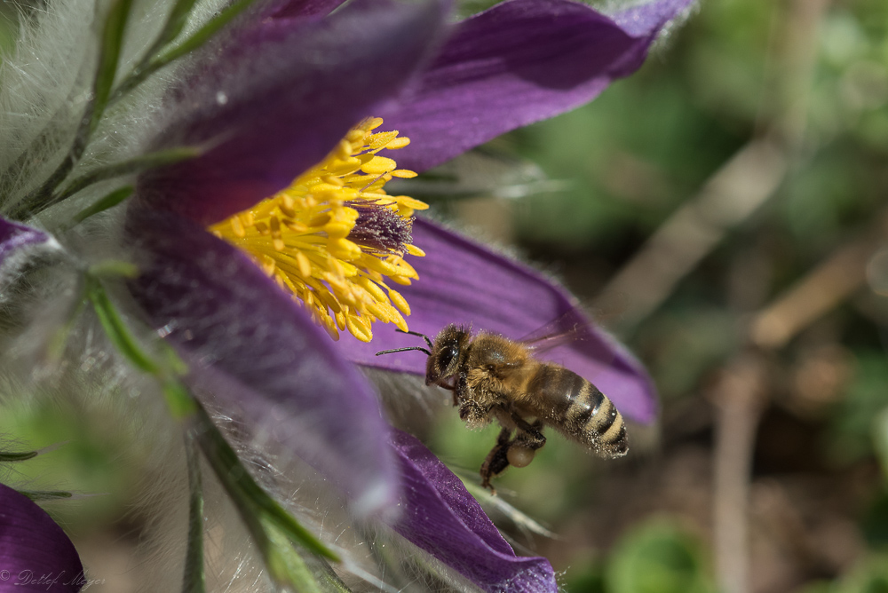 20150412  DHM6186