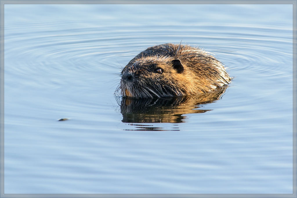20150501 7578 [NIKON D7100] 500 mm,1 640 Sek. bei ƒ   8,0