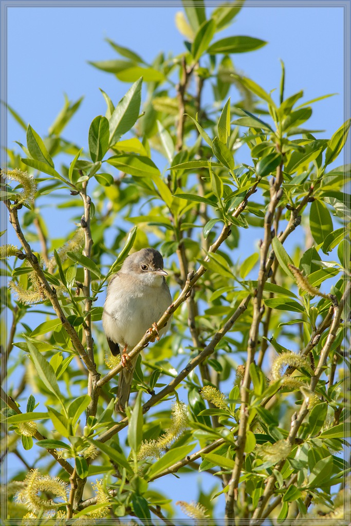 20150501 7700 [NIKON D7100] 500 mm,1 1250 Sek. bei ƒ   7,1