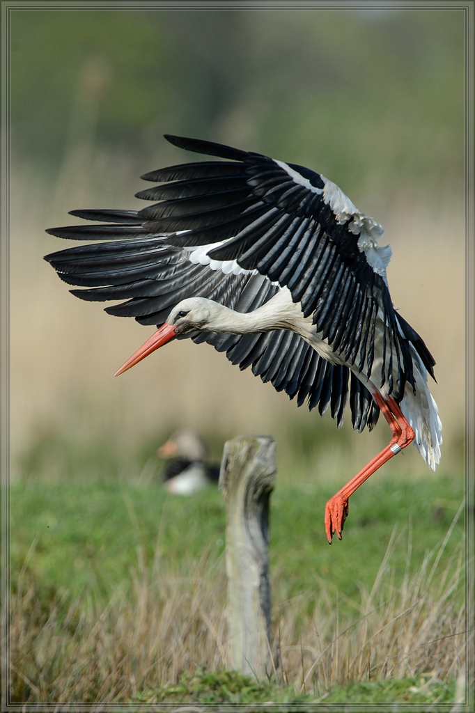 20150502 3831 [NIKON D4] 850 mm,1 2000 Sek. bei ƒ   8,0