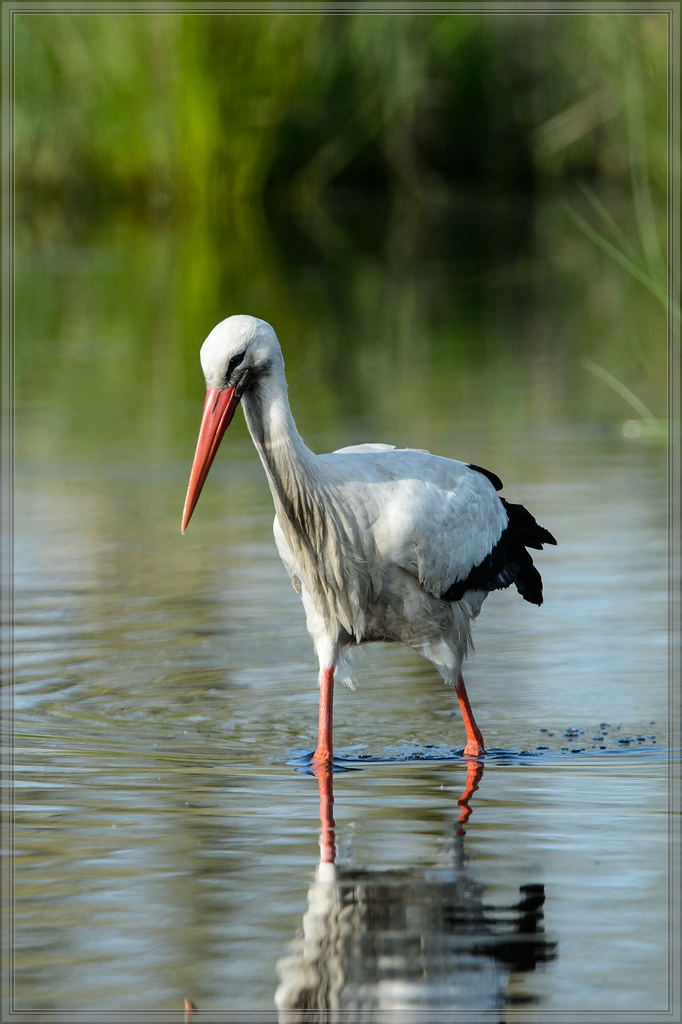 20150502 3857 [NIKON D4] 850 mm,1 2000 Sek. bei ƒ   8,0