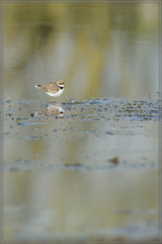 20150502 3902 [NIKON D4] 850 mm,1 2000 Sek. bei ƒ   8,0