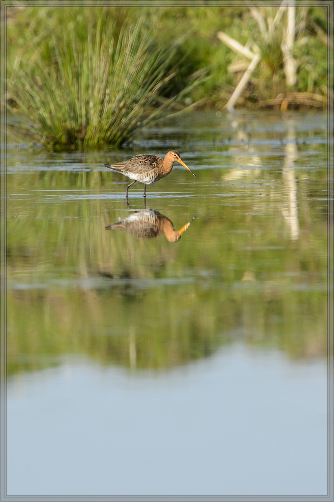 20150502 3907 [NIKON D4] 850 mm,1 2000 Sek. bei ƒ   8,0