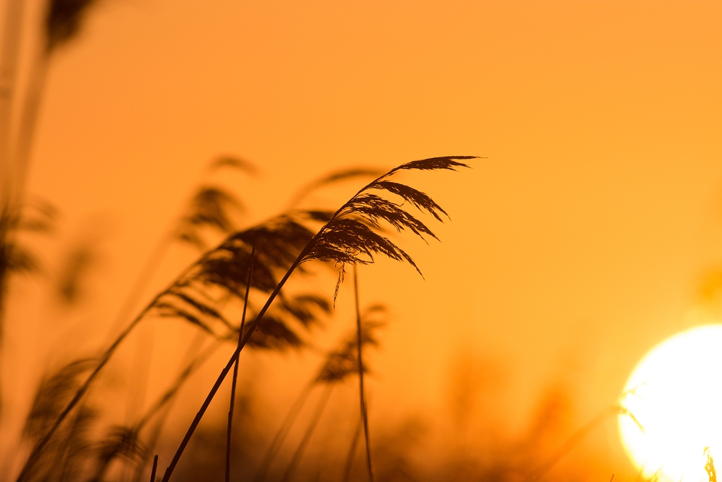 20150502 7803 [NIKON D7100] 500 mm,1 1600 Sek. bei ƒ   8,0