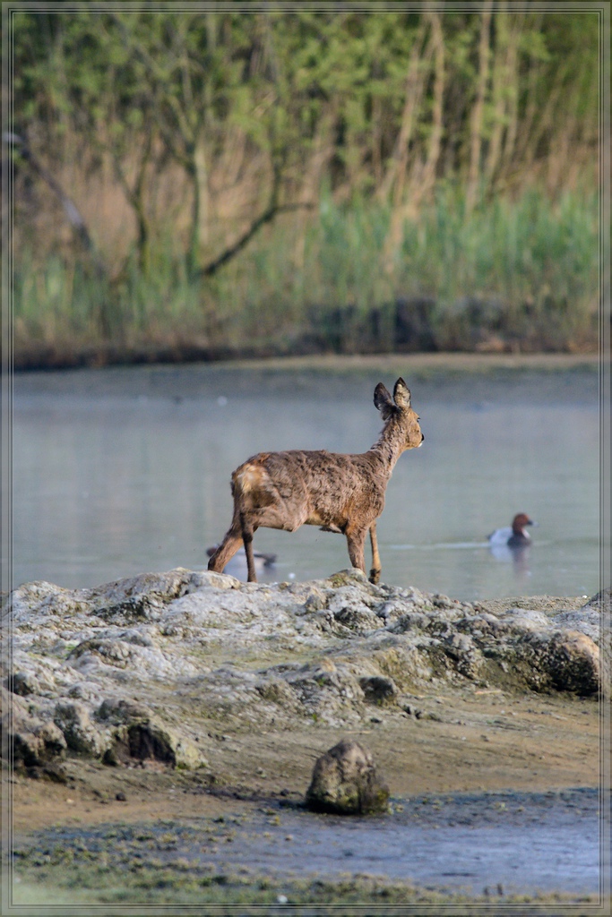 20150502 7878 [NIKON D7100] 500 mm,1 400 Sek. bei ƒ   8,0