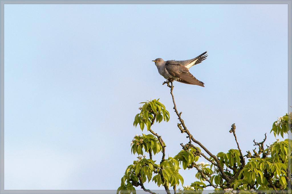 20150502 7943 [NIKON D7100] 500 mm,1 1600 Sek. bei ƒ   8,0