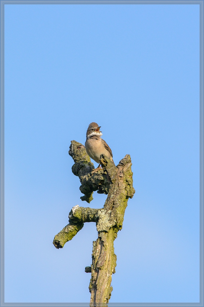 20150502 8031 [NIKON D7100] 500 mm,1 1250 Sek. bei ƒ   8,0