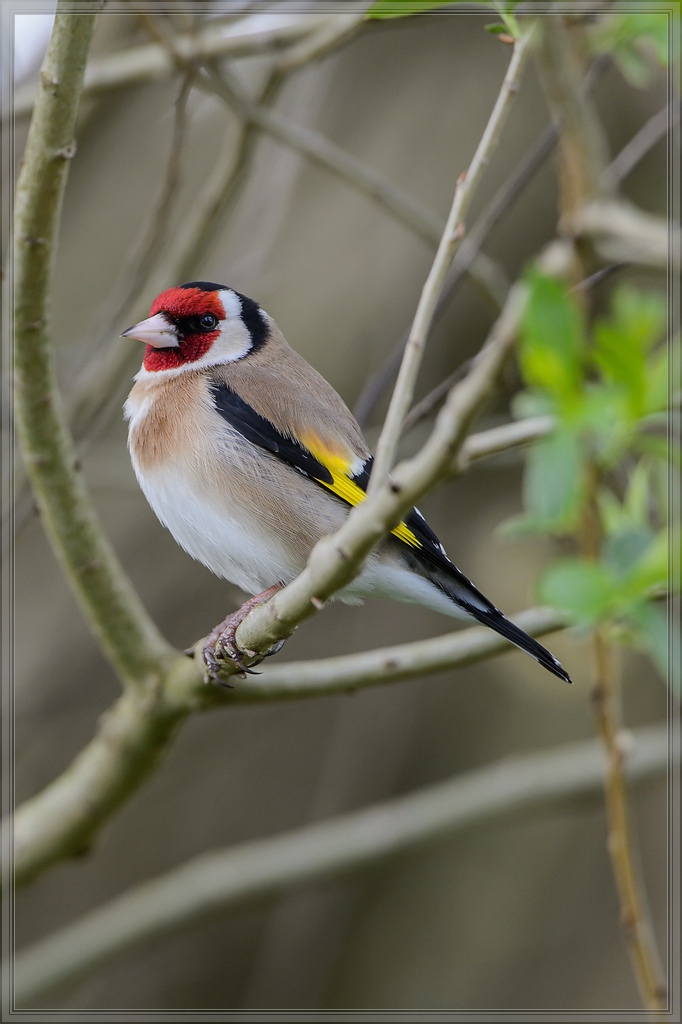 20150503 4040 [NIKON D4] 850 mm,1 250 Sek. bei ƒ   8,0