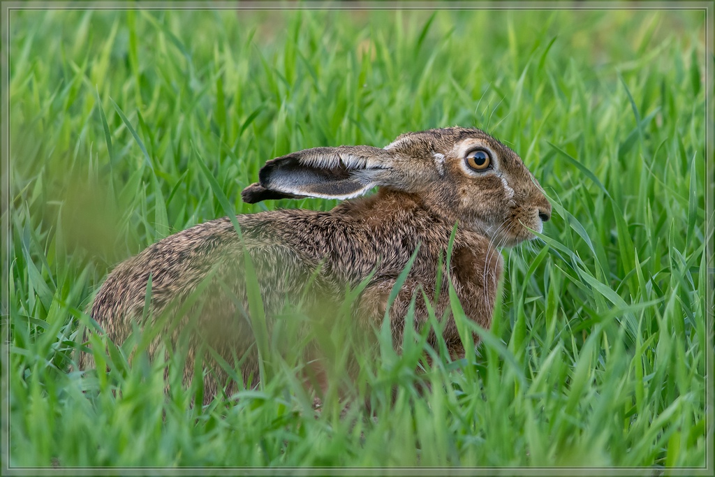 20150510 8392 [NIKON D7100] 500 mm,1 160 Sek. bei ƒ   8,0