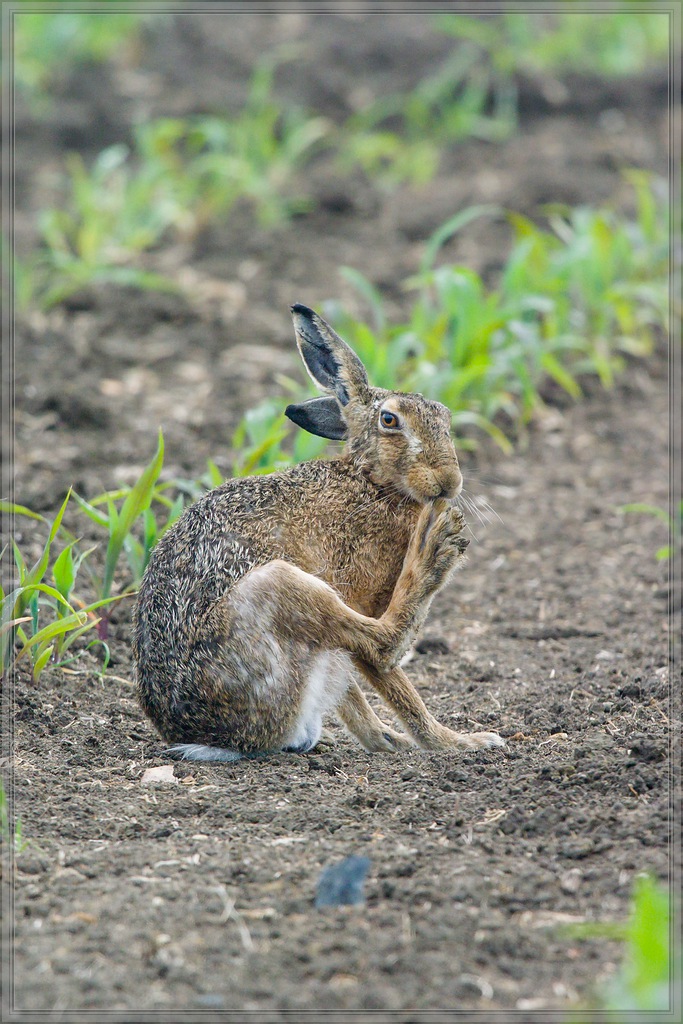 20150606 1832 [NIKON 1 V3] 300 mm,1 500 Sek. bei ƒ   4,0