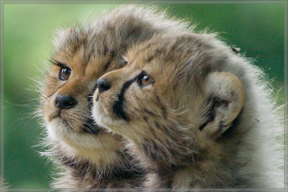 20150627 2357 [NIKON 1 V3] 300 mm,1 125 Sek. bei ƒ   4,0 2