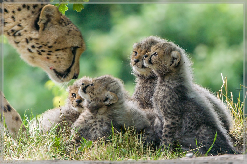 20150627 2357 [NIKON 1 V3] 300 mm,1 125 Sek. bei ƒ   4,0