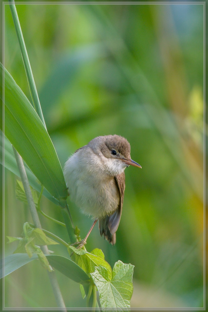 20150703 3219 [NIKON 1 V3] 420 mm,1 125 Sek. bei ƒ   5,6