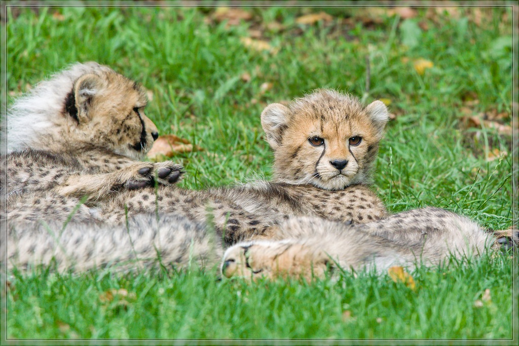 20150808 3510 [NIKON 1 V3] 300 mm,1 320 Sek. bei ƒ   4,0