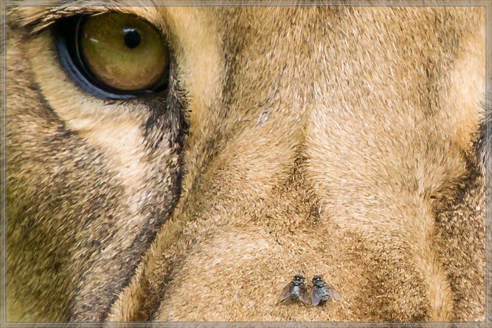 20150808 3570 [NIKON 1 V3] 300 mm,1 250 Sek. bei ƒ   4,0 2
