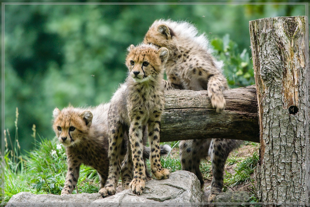 20150808 3621 [NIKON 1 V3] 300 mm,1 125 Sek. bei ƒ   4,0