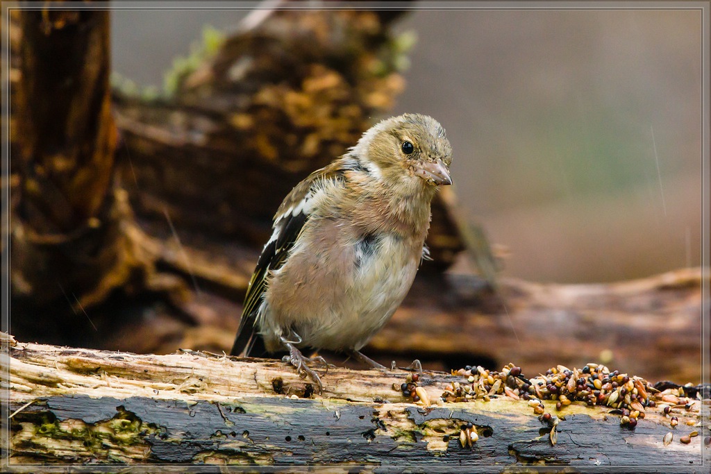 20150816 3775 [NIKON 1 V3] 300 mm,1 100 Sek. bei ƒ   4,0