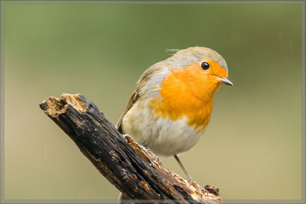 20150816 3891 [NIKON 1 V3] 300 mm,1 160 Sek. bei ƒ   4,0
