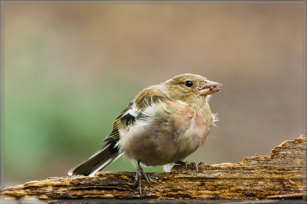 20150816 3970 [NIKON 1 V3] 420 mm,1 200 Sek. bei ƒ   5,6