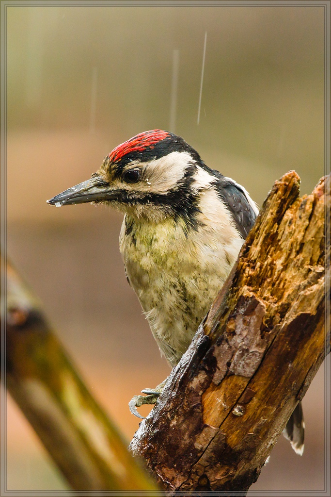20150816 4033 [NIKON 1 V3] 300 mm,1 160 Sek. bei ƒ   4,0
