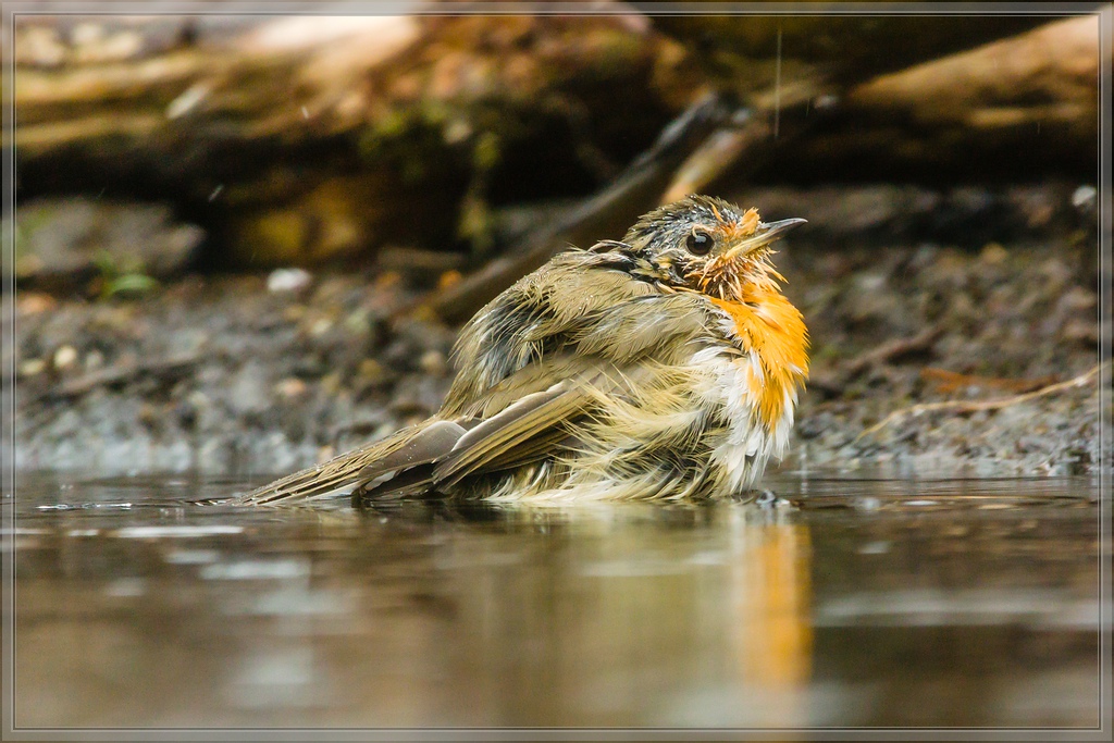 20150816 4055 [NIKON 1 V3] 300 mm,1 200 Sek. bei ƒ   4,0