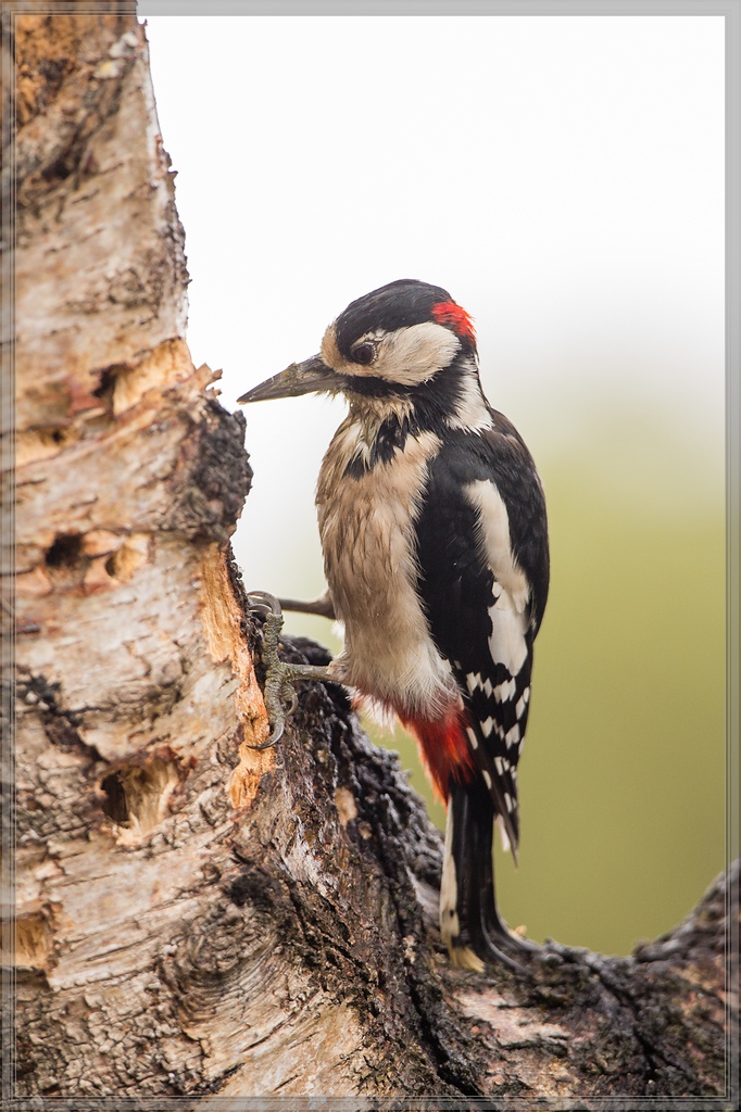 20150816 5004 [NIKON D4] 600 mm,1 100 Sek. bei ƒ   4,0
