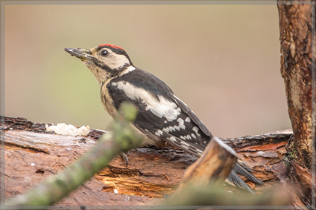 20150816 5125 [NIKON D4] 600 mm,1 200 Sek. bei ƒ   4,0